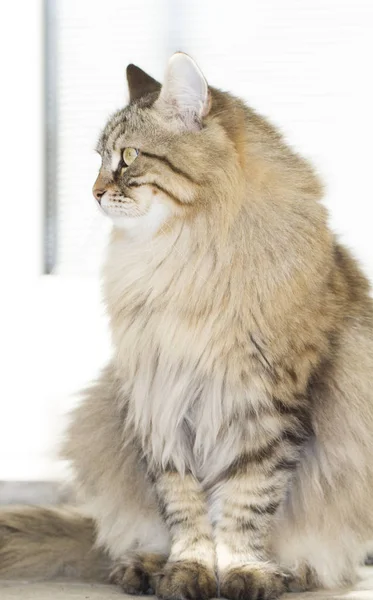 Brązowy kot rasy syberyjskiej w ogrodzie — Zdjęcie stockowe