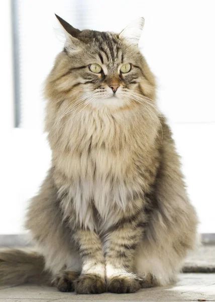 Sibirya doğurmak bahçesinde çok güzel kahverengi kedi — Stok fotoğraf