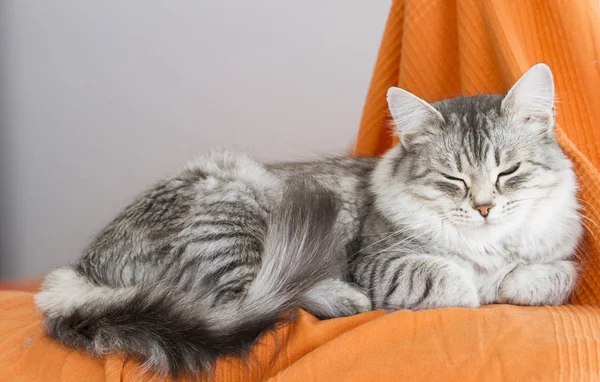 Beau chat argenté de race sibérienne dans la maison, couché sur le th — Photo