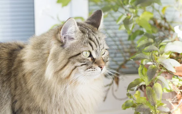 Rozkošný hnědá kočka plemene sibiřský v zahradě — Stock fotografie