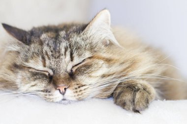 tatlı kahverengi uskumru kedi tırmalamak pos üzerinde Sibirya doğurmak