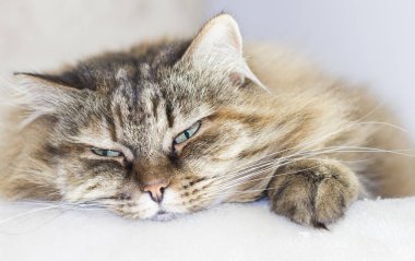 tatlı kahverengi uskumru kedi tırmalamak pos üzerinde Sibirya doğurmak