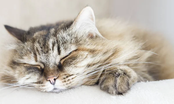 tatlı kahverengi uskumru kedi tırmalamak pos üzerinde Sibirya doğurmak