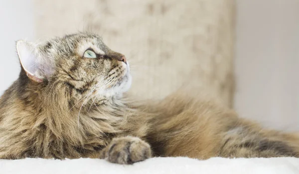 tatlı kahverengi uskumru kedi tırmalamak pos üzerinde Sibirya doğurmak