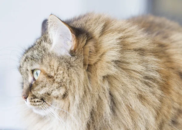 Gato siberiano de cavala marrom ao ar livre, gatinho de cabelos longos — Fotografia de Stock