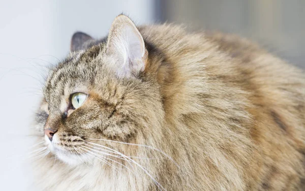 Gato siberiano de cavala marrom ao ar livre, gatinho de cabelos longos — Fotografia de Stock