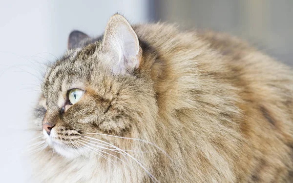 갈색 고등어 시베리아 고양이 야외, 긴 머리 고양이 — 스톡 사진