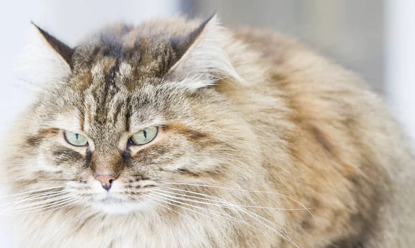 갈색 고등어 시베리아 고양이 야외, 긴 머리 고양이 — 스톡 사진