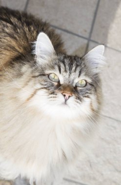 uzun saçlı kedi Bahçe, kahverengi tabby Sibirya doğurmak 