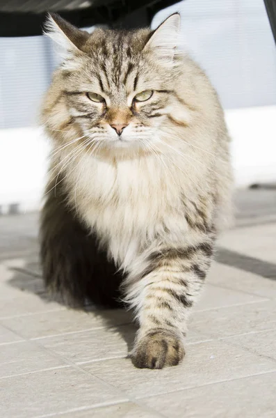 Langhaarige Katze sibirischer Rasse im Garten, braun gestromt — Stockfoto