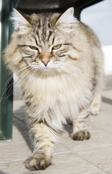 Chat à poils longs de race sibérienne dans le jardin, tabby brun — Photo