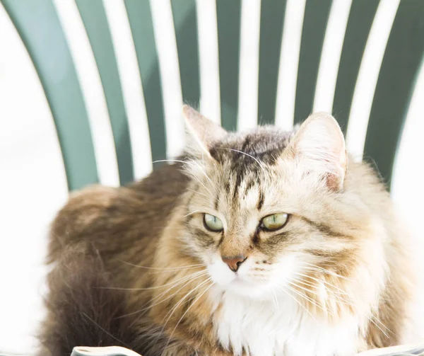 Sibirya doğurmak garde bir koltuğu üzerinde kadın kahverengi beyaz kedi — Stok fotoğraf