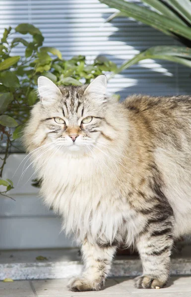 Długowłosy kot rasy syberyjskiej w ogrodzie, brązowy zaprawa murarska — Zdjęcie stockowe