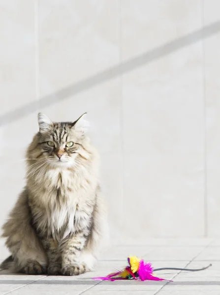 uzun saçlı kedi Bahçe, kahverengi tabby Sibirya doğurmak 