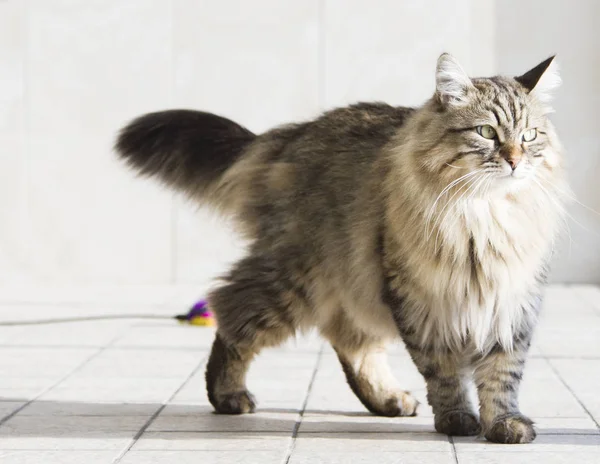 Dlouhé vlasy kočka sibiřského plemene v zahradě, hnědé tabby — Stock fotografie