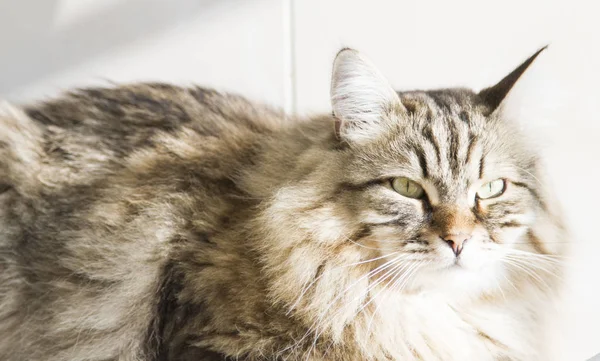 Chat à poils longs de race sibérienne dans le jardin, tabby brun — Photo