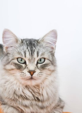 güzel kadın gümüş Sibirya doğurmak