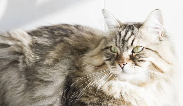 Long haired cat of siberian breed in the garden, brown tabby — Stock Photo, Image