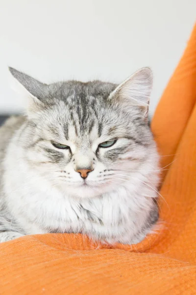 Schöne silberne Katze sibirischer Rasse im Haus — Stockfoto