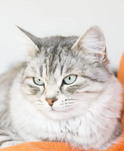 Beautiful female silver cat of siberian breed in the house — Stock Photo, Image