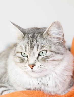 Sibirya doğurmak evde güzel kadın gümüş kedi