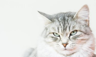 Sibirya doğurmak evde güzel kadın gümüş kedi