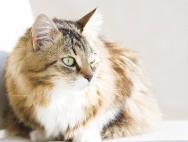 ihale erkek güneş, kahverengi beyaz versiyonu, siberian kedi