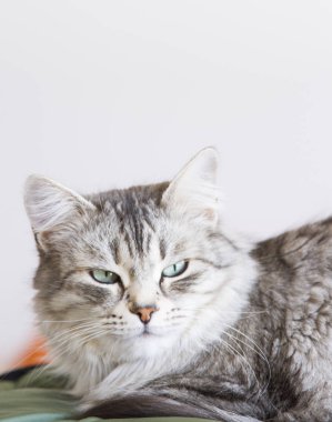 Sibirya doğurmak evde güzel gümüş dişi kedi