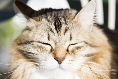 doğurmak-in kedi kahverengi Sibirya sürüm