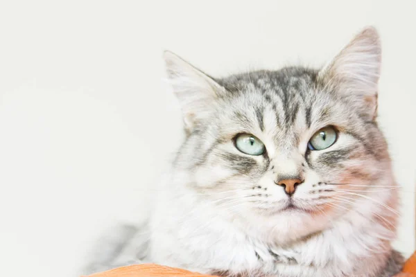 Hermosa hembra plata gato de siberiano crianza en la casa —  Fotos de Stock