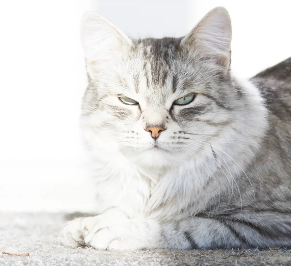 Piękne kobiece srebrny kot rasy syberyjskiej w domu — Zdjęcie stockowe