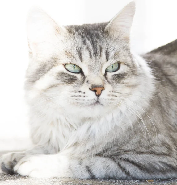 Красива жіноча срібна кішка сибірської породи в будинку — стокове фото