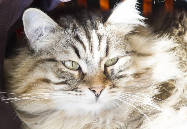 Male of siberian cat, brown version, foreground — Stock Photo, Image