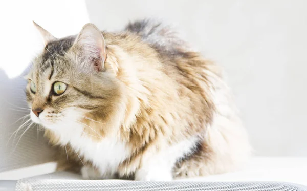 Przetargowej Kobieta Kot syberyjski w wersji białej słońce, brązowy — Zdjęcie stockowe