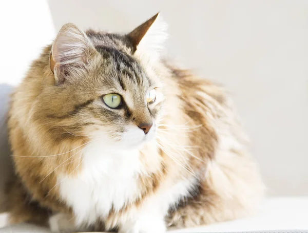 Tierna hembra de gato siberiano al sol, versión marrón blanca — Foto de Stock