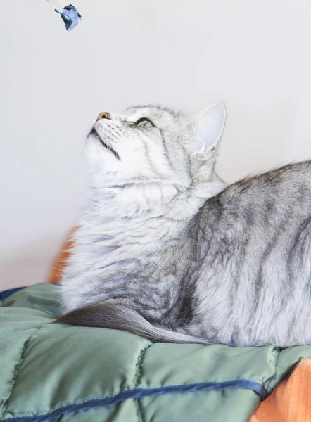 Красива срібна кішка сибірської породи в будинку — стокове фото