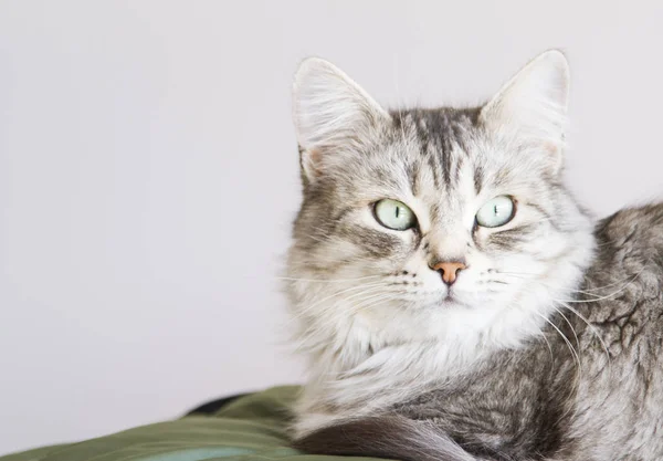 집에서 시베리아 품종의 아름 다운 실버 여성 고양이 — 스톡 사진