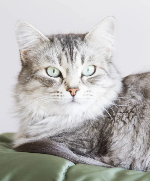 Słodki srebrny kotka syberyjska — Zdjęcie stockowe