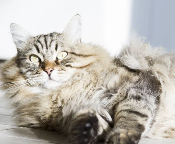 Langhaarige Katze sibirischer Rasse, braun gestromt — Stockfoto