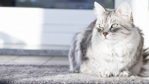 Beautiful silver female cat of siberian breed in the house — Stock Photo, Image