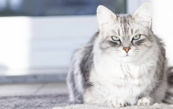 Belle chat femelle argentée de race sibérienne dans la maison — Photo