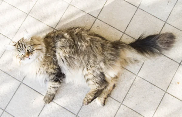 Gato de cabelos longos de raça siberiana, tabby marrom — Fotografia de Stock