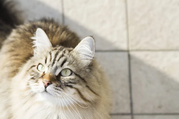 Long haired cat of siberian breed, brown tabby — Stock Photo, Image