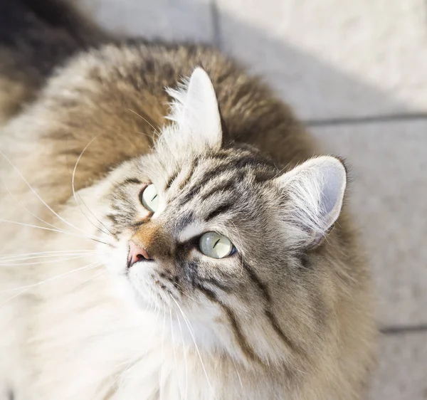 Chat à poils longs de race sibérienne, tabby brun — Photo