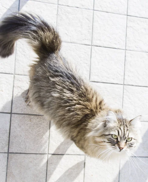 Brown cat of siberian breed playing witha feather — Stock Photo, Image