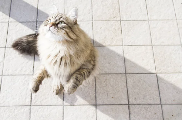 Коричневый кот сибирской породы, играющий с пером — стоковое фото