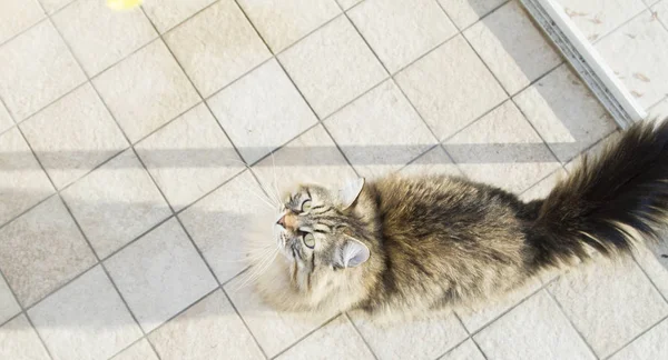 Belo gato marrom tabby de raça siberiana, olhando para cima para playi — Fotografia de Stock