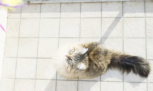 Piękny brązowy pręgowany kot rasy syberyjskiej, patrząc na playi — Zdjęcie stockowe