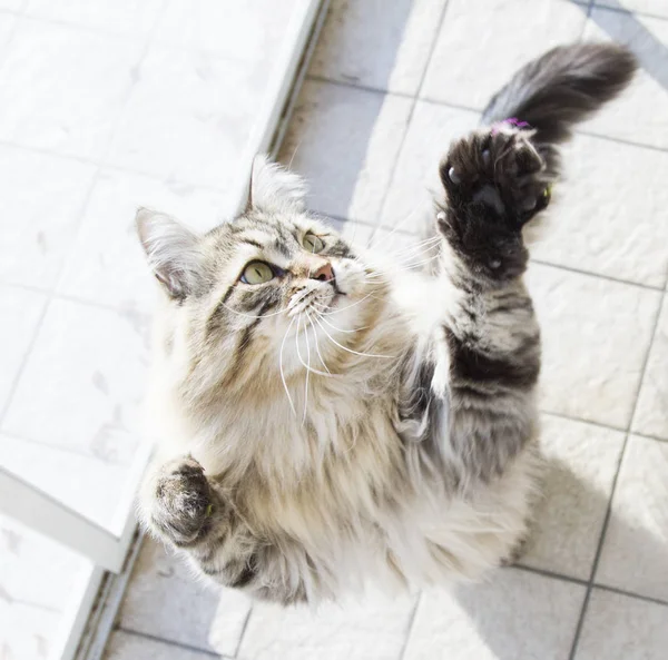 Belo gato marrom tabby de raça siberiana, olhando para cima para playi — Fotografia de Stock