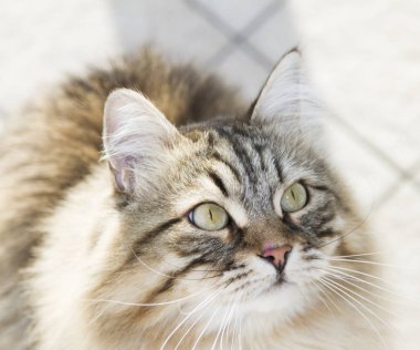 kedi güzel kahverengi tabby yavru kedi Sibirya doğurmak, seyir